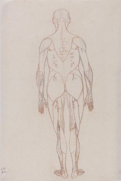 Esposizione anatomica comparativa della struttura del corpo umano con quella di una tigre e un co... da George Stubbs